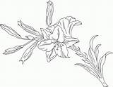 Coloring Lily Pages Flower Popular sketch template