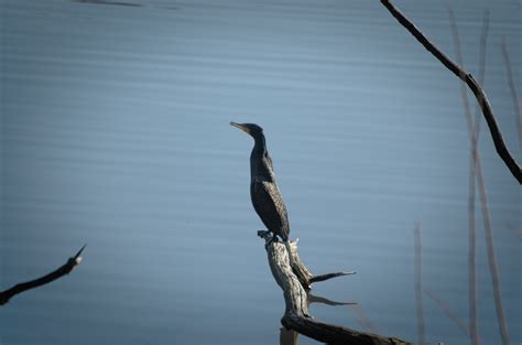 Free Images Bird Vertebrate Blue Reflection Branch Wing