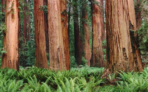 redwoods  catalysts  change