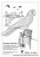 Cockatoo Glossy Coloring Designlooter Carnaby 700px 79kb sketch template