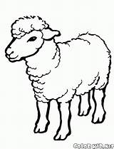 Coloring Sheep Lamb Symbol Goats sketch template
