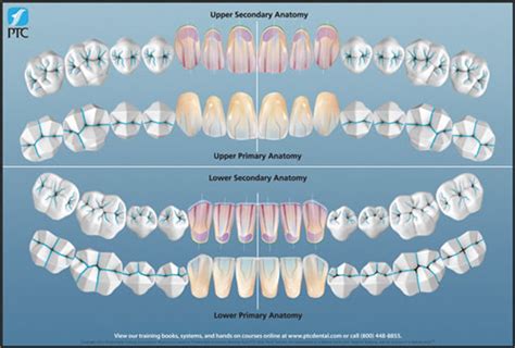 dental anatomy lupongovph