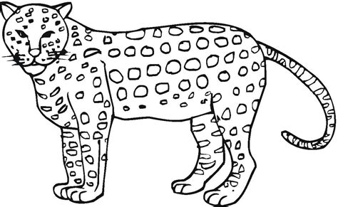 cheetah coloring pages coloring pages  kids coloring pages