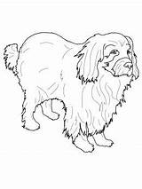 Coloring Newfoundland Pages Dog Supercoloring sketch template