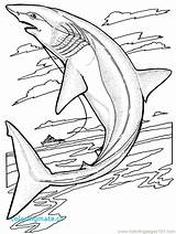 Coloring Pages Shark Goblin Getcolorings Megalodon sketch template