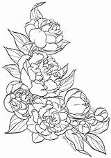 Coloring Peony Pages Flower Flowers Color Drawing Pattern Tattoo Drawings Visit Sketches Line Print Getcolorings Getdrawings Template Printable sketch template