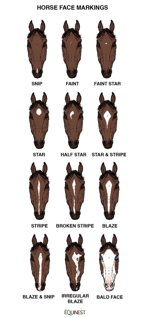 quick guide  horse face markings  equinest