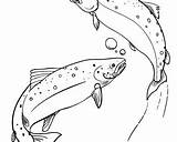 Salmon Pages Coloring Printable sketch template