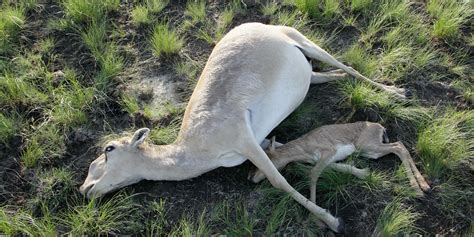 mystery saiga antelope die  stumps scientists huffpost