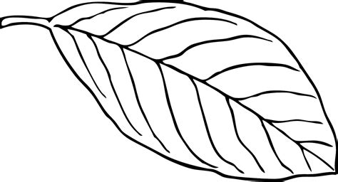 printable leaf coloring pages  kids  pics   draw   minute