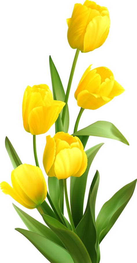spring yellow tulips  vector yellow flowers painting yellow