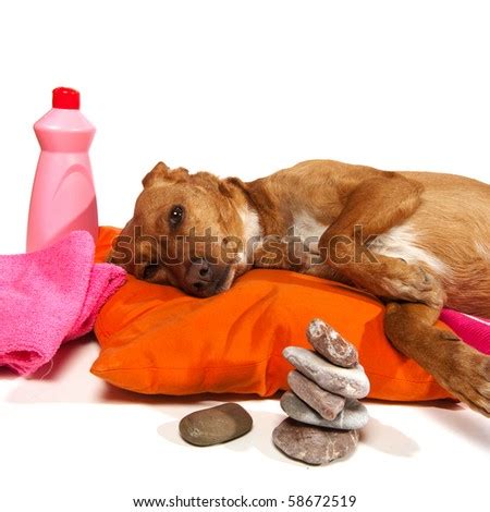 dog spa stock  images pictures shutterstock