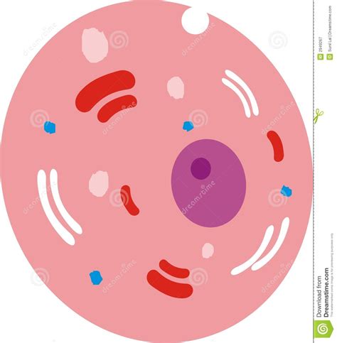 animal cell clipart    clipartmag