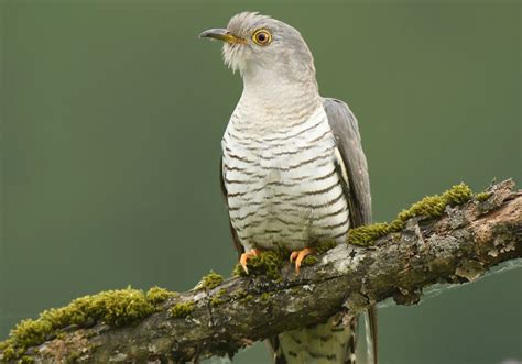 elusive cuckoo poem  jill tait