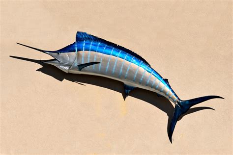 blue marlin  stock photo public domain pictures