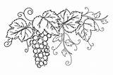 Grapes Grape Bunch Uvas Uva Preto Cacho Vite Isolado Folhas Contorno Emidio Muct1991 Source Foglie sketch template