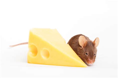muizenplaag oplossen meer begrip  minder gepiep