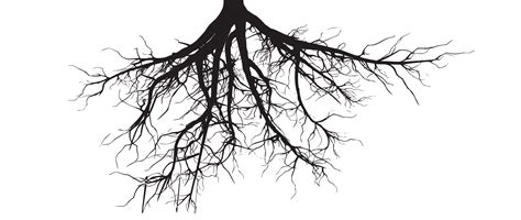 blog  roots trees ollo