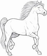 Cavallo Cavalli Cavalo Desenho Cavalos Colora Animali Erwachsene sketch template