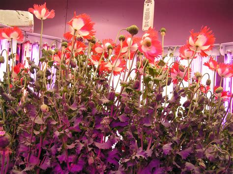grow poppy pods indoors   plant poppy seeds  steps
