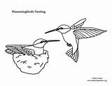 Hummingbird Hummingbirds Coloringnature sketch template