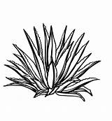 Agave Aloe sketch template