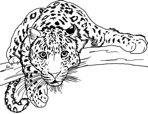 wild cat coloring page    printable coloring themes