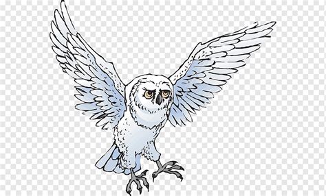 snowy owl drawing cute bmp woot