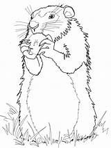 Groundhog Marmota Marmotte Marmotta Scoiattolo Woodchuck Mangia Prateria Comiendo Canadiense Manzana Tana Realistic Marmotas Americane Bestcoloringpagesforkids Disegnare sketch template
