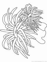 Coloring Pages Sea Anemone Ocean Seaweed Plants Underwater Printable Urchin Coral Kids Calendar Color Canada Cattail Waves Colouring Seas Oceans sketch template