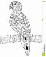 Coloring Parrot Adults Mandala Vector Stress Anti Book Zentangle Adult Dreamstime Illustration Preview Vectors sketch template