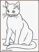 Mewarnai Kucing Gambar Coloring Cats Pages Kids Sheets Siamese Kittens sketch template
