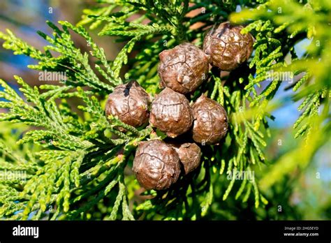 cypress seed cones  res stock photography  images alamy