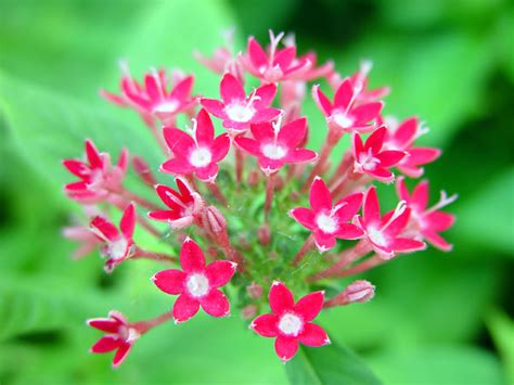 picture   penta flower