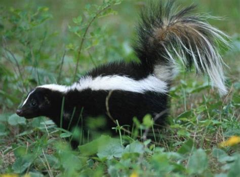 animal  skunk