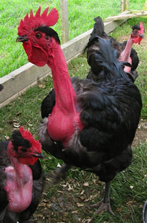 Chicken Breeds Livestock Of The World