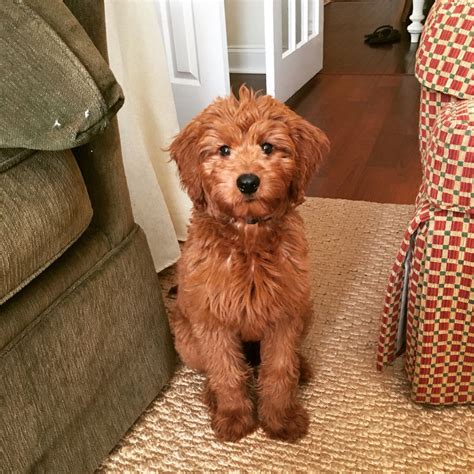 toy goldendoodle full grown ciara dogs