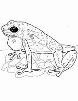 Frog Poison Dart Coloring Strawberry Pages Coqui Drawing Realistic Supercoloring Frogs Printable Sheets Adult sketch template
