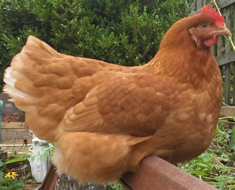 5 Best Chicken Breeds For Laying Eggs