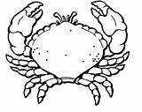 Crab Coloring Pages Printable Hermit Line Kids Drawing Print Clipart Popular Clipartmag sketch template