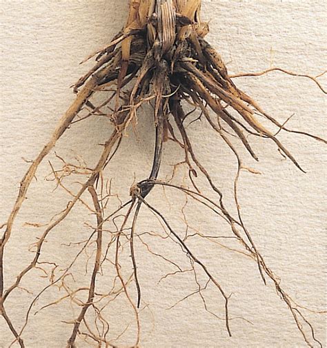 monitoring root disease agriculture  food
