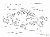 Coloring Goldfish Pages Drawing Printable sketch template