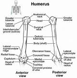 Humerus Elbow Limb Ulna Radius Forearm Articulates Physiology sketch template