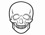 Cranio Umano Acolore Stampare Corpo sketch template