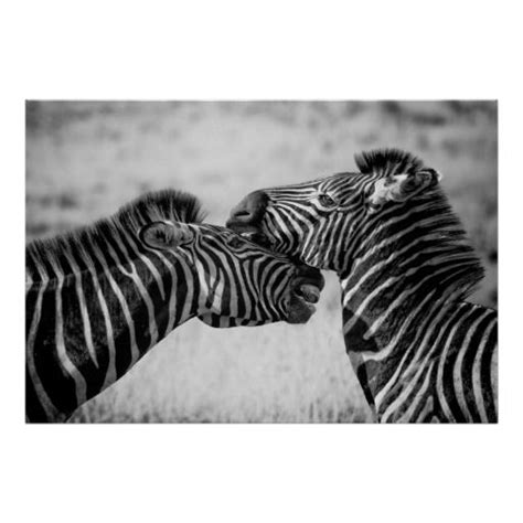 zebras zebra zebra pictures