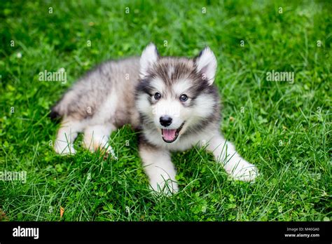 cute alaskan malamute puppy   grass stock photo alamy