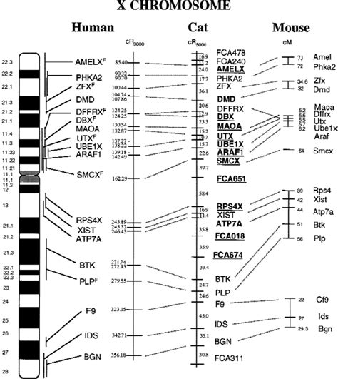 rh map of the domestic cat x chromosome and comparisons with human and