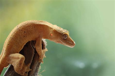 crested gecko care guide  care   crested gecko