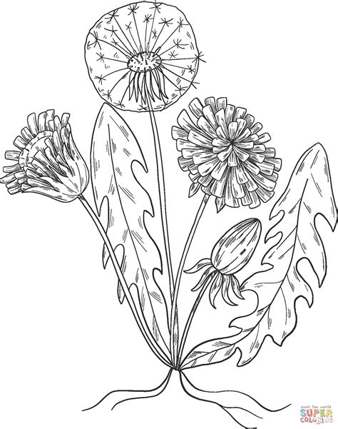 dandelion plant coloring page  printable coloring pages