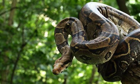 discover  largest boa constrictor  caught   animals